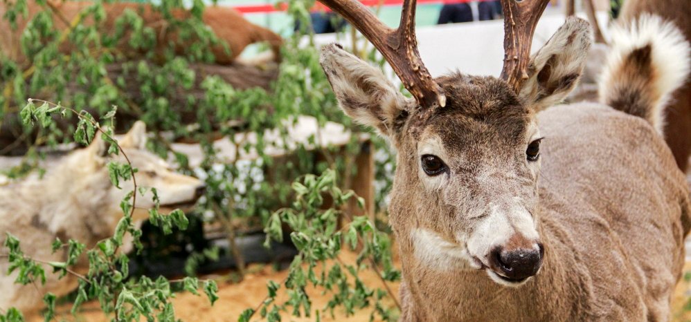 Feria de Caza y Pesca 2014 (28)