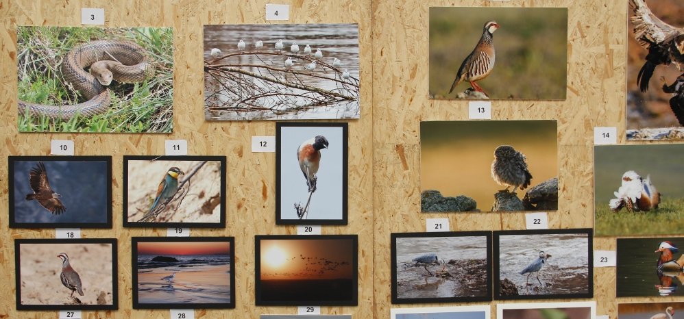 Feria de Caza y Pesca 2014 (7)