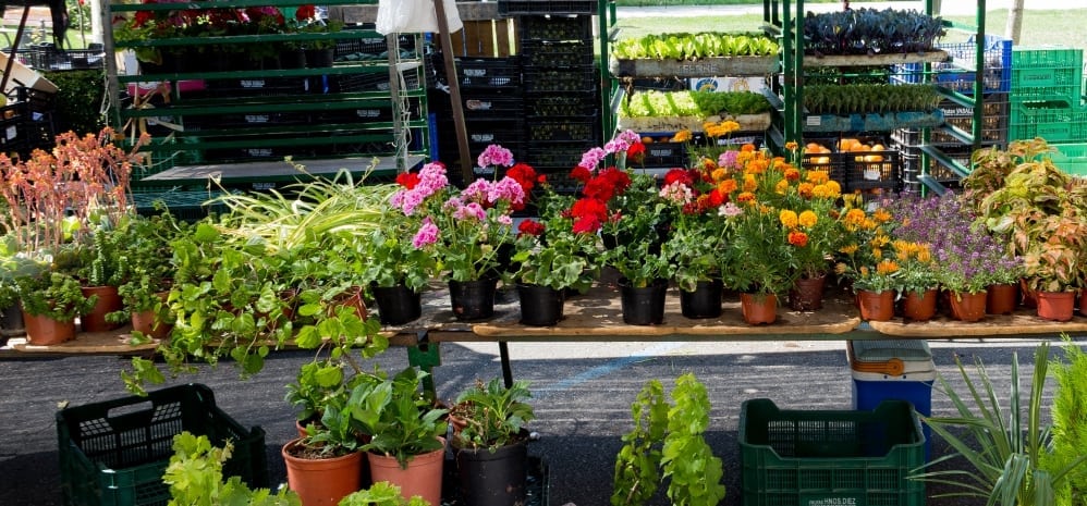 Mercado-de-los-jueves-benavente (18)