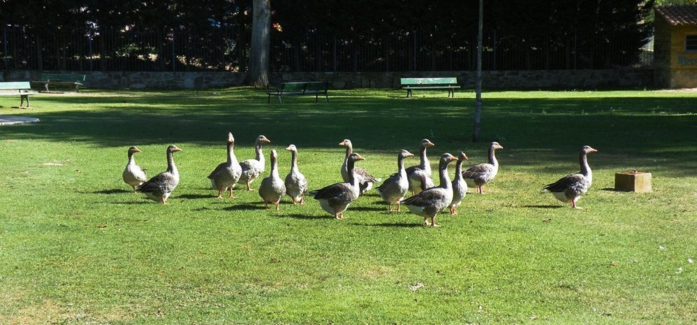 Parque de la Pradera (66)