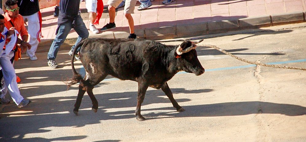 Toro Enmaromado (18)