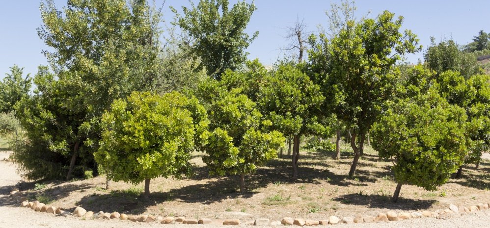 Jardin botanico Prado de las Pavas 2015 (12)