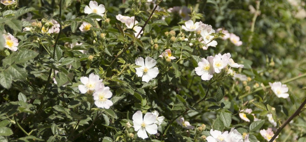 Jardin botanico Prado de las Pavas 2015 (16)