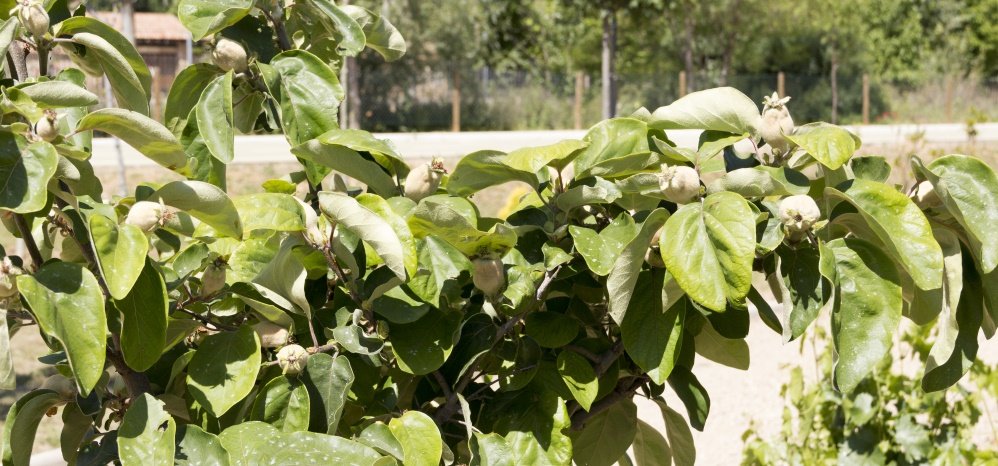 Jardin botanico Prado de las Pavas 2015 (18)