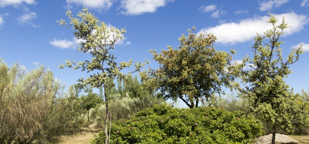 Jardin botanico Prado de las Pavas 2015 (35)