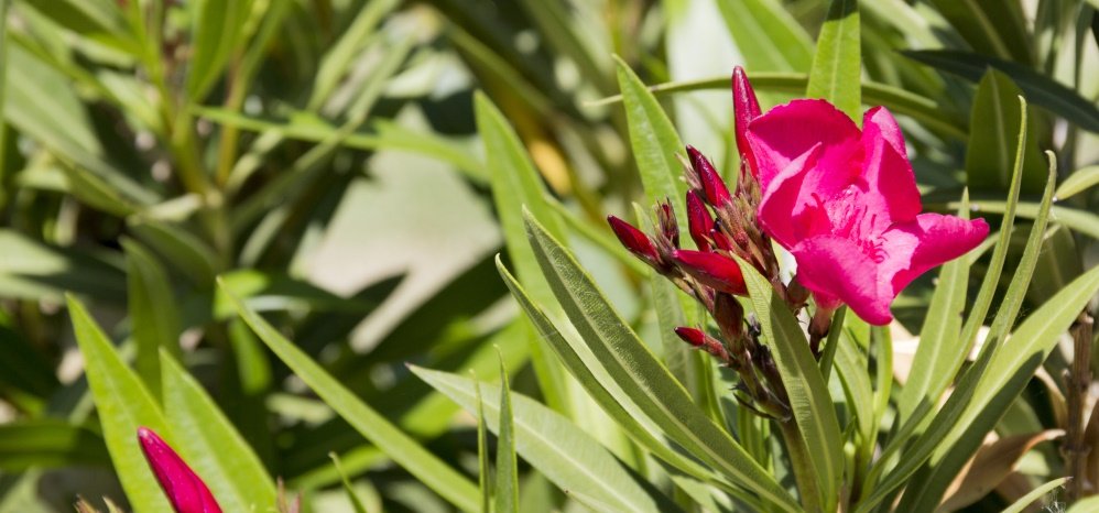 Jardin botanico Prado de las Pavas 2015 (5)