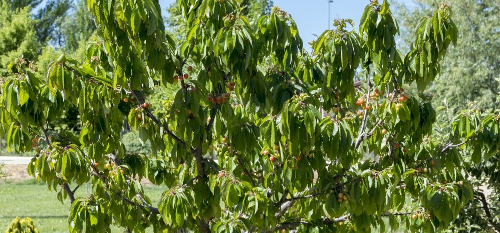 Jardin botanico Prado de las Pavas 2015 (53)