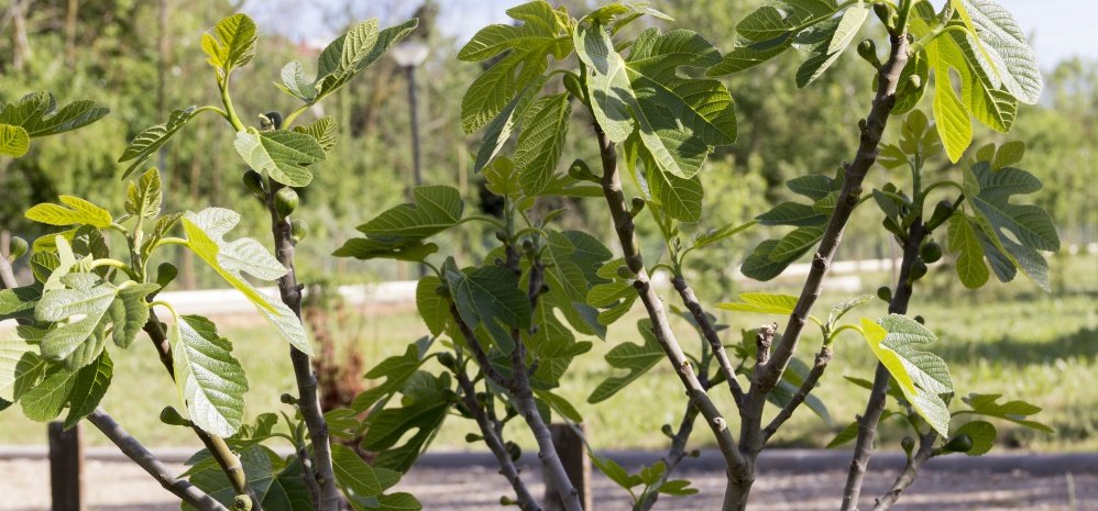 Jardin botanico Prado de las Pavas 2015 (82)