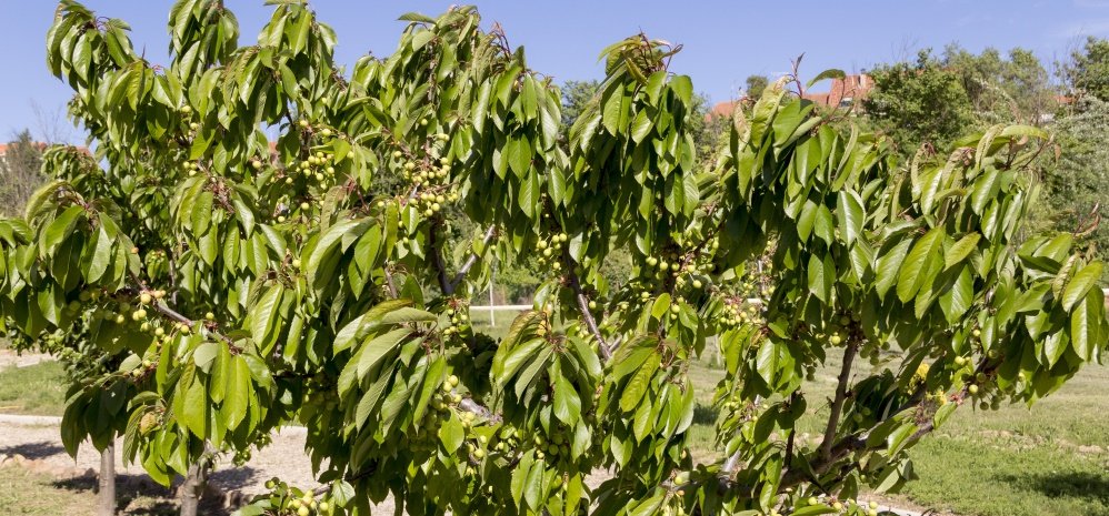 Jardin botanico Prado de las Pavas 2015 (88)