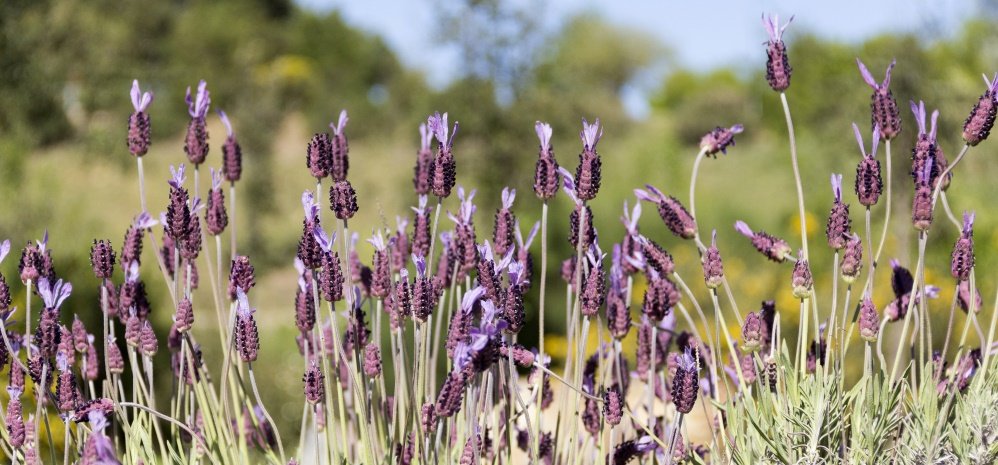 Jardin botanico Prado de las Pavas 2015 (92)