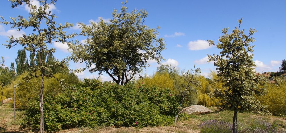 Prado de las Pavas Jardin Botanico (100)