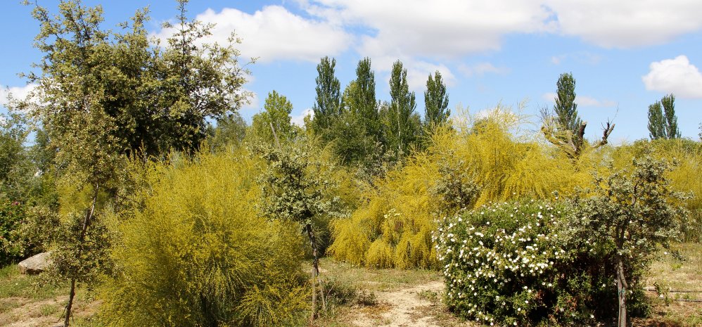 Prado de las Pavas Jardin Botanico (103)