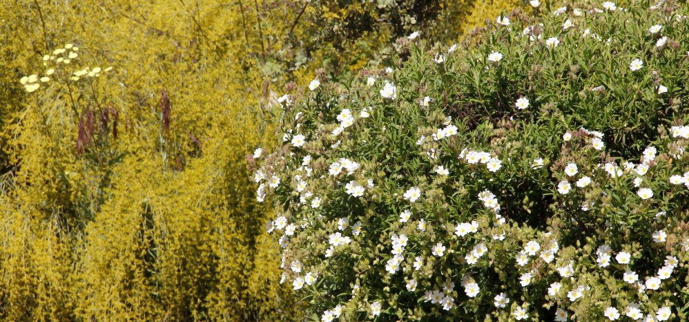 Prado de las Pavas Jardin Botanico (104)