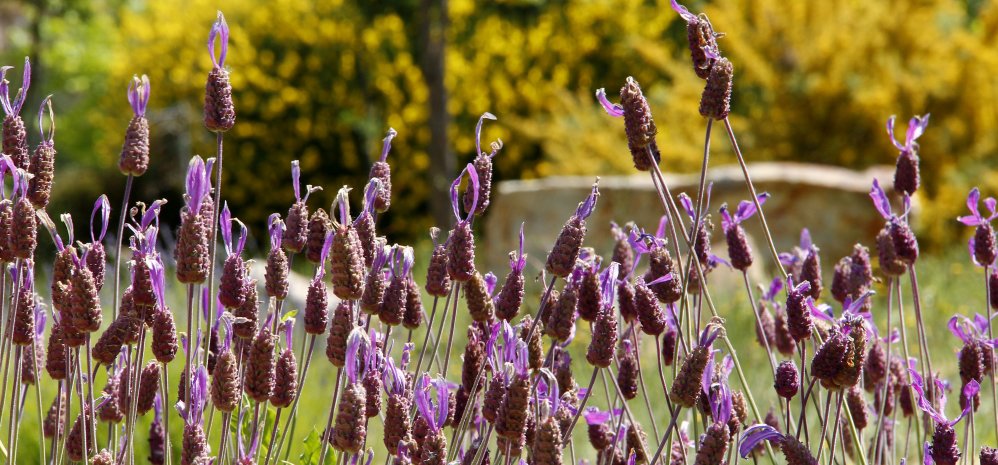 Prado de las Pavas Jardin Botanico (109)