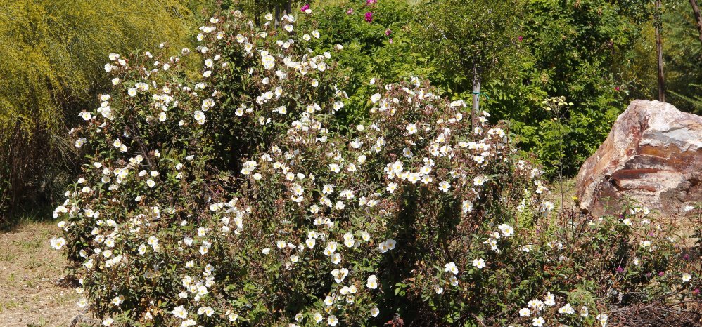 Prado de las Pavas Jardin Botanico (115)