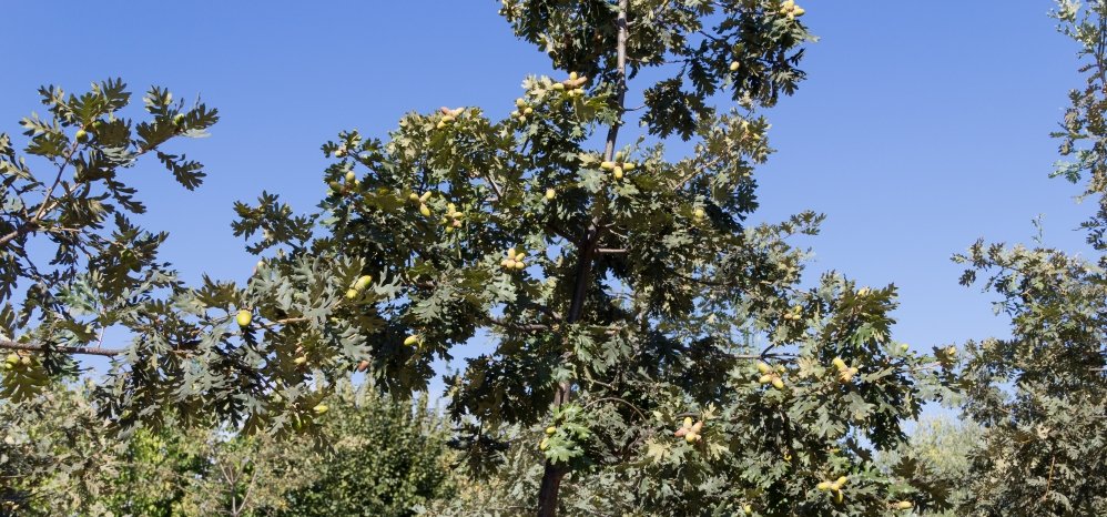 Prado de las Pavas Jardin Botanico (122)