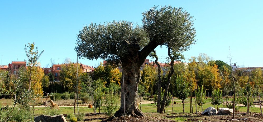 Prado de las Pavas Jardin Botanico (71)