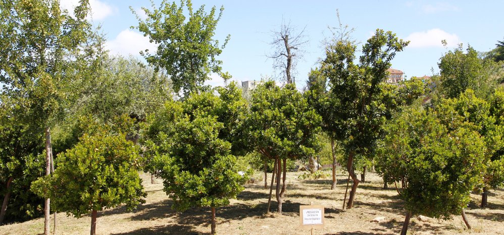 Prado de las Pavas Jardin Botanico (93)