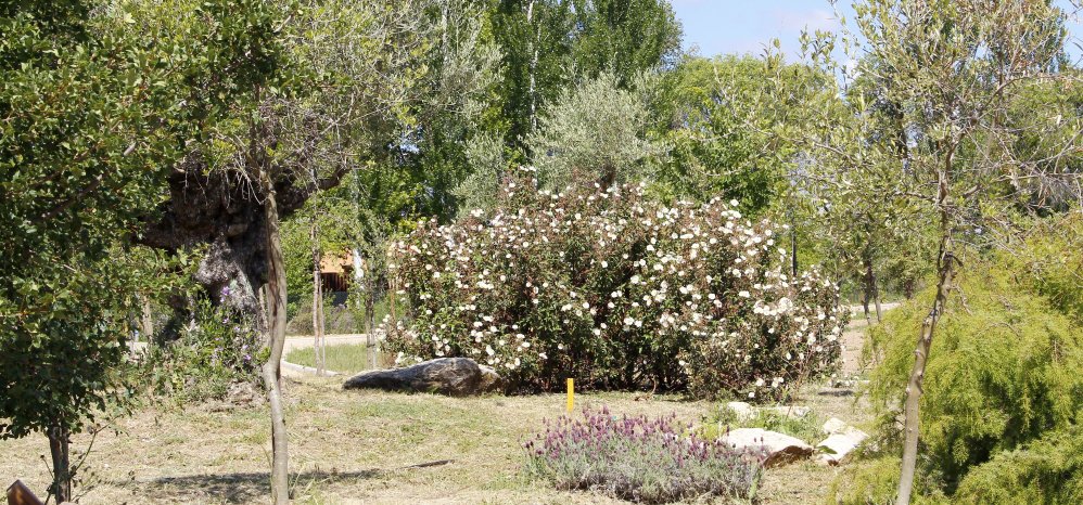 Prado de las Pavas Jardin Botanico (94)