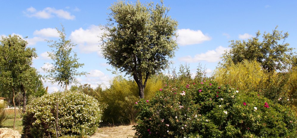 Prado de las Pavas Jardin Botanico (96)