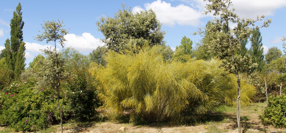 Prado de las Pavas Jardin Botanico (99)